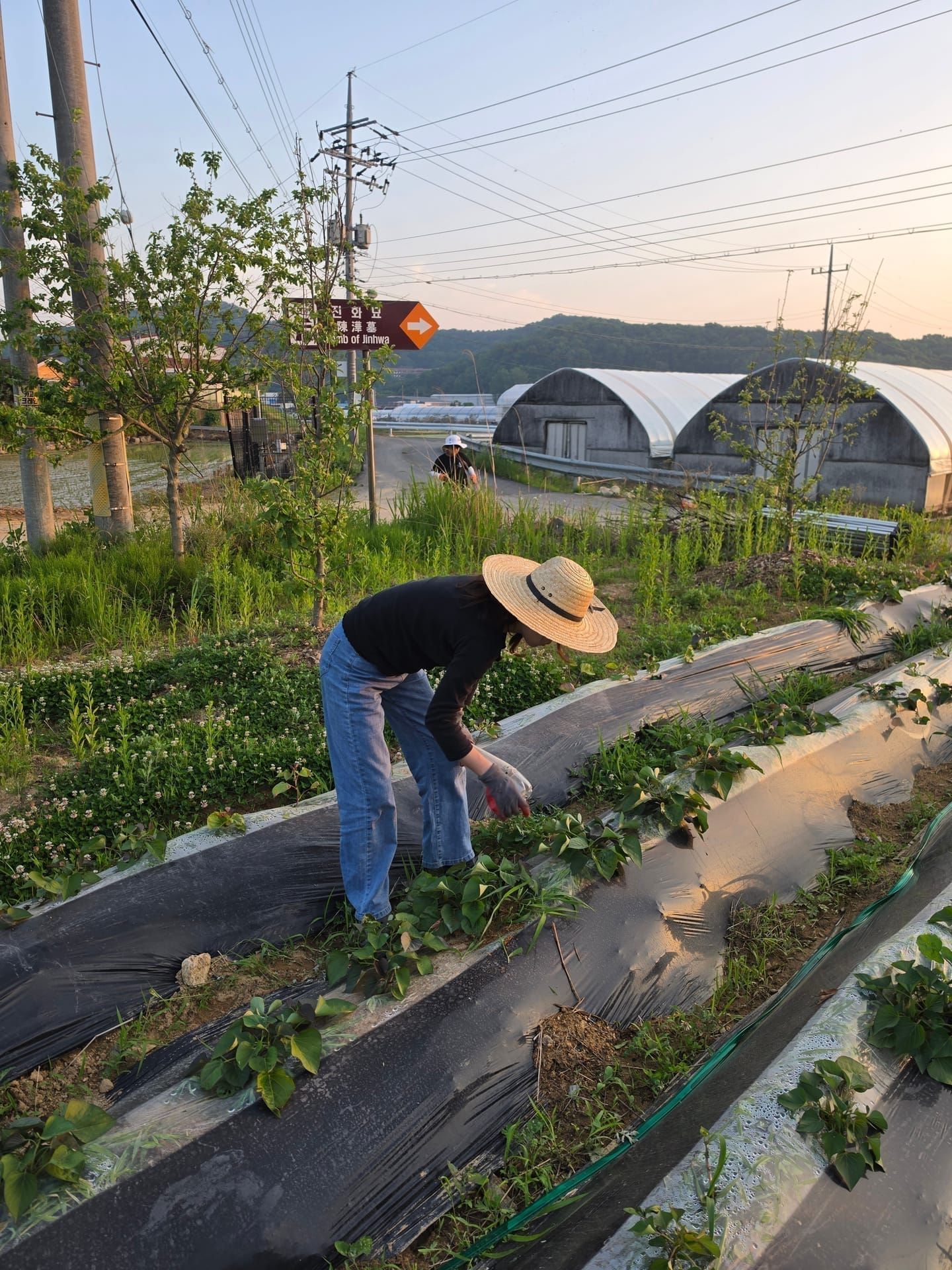 HIP FARM 밭 작업 장면